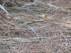 Pholidoscelis auberi