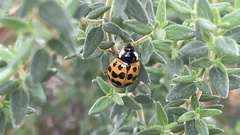 Harmonia axyridis
