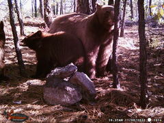 Ursus americanus machetes