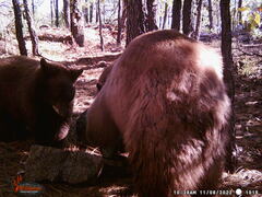 Ursus americanus machetes