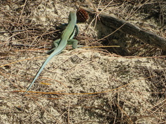 Pholidoscelis auberi