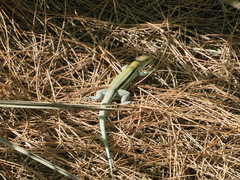 Pholidoscelis auberi