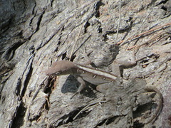 Anolis cybotes