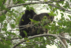 Alouatta caraya