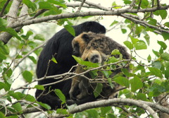 Alouatta caraya