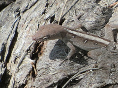 Anolis cybotes