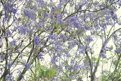 Jacaranda mimosifolia