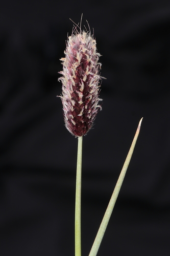 Image of Alopecurus magellanicus by (c) Paúl Gonzáles, some rights reserved (CC BY)