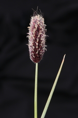 Alopecurus magellanicus
