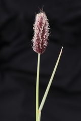 Alopecurus magellanicus