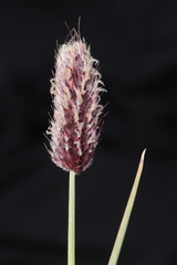 Alopecurus magellanicus