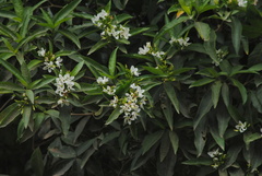 Tabernaemontana catharinensis