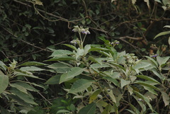 Solanum granulosoleprosum