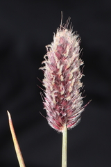 Alopecurus magellanicus