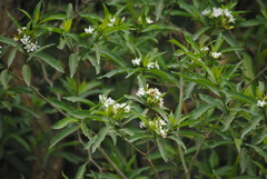 Tabernaemontana catharinensis