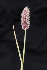 Alopecurus magellanicus