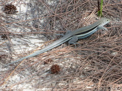Pholidoscelis auberi