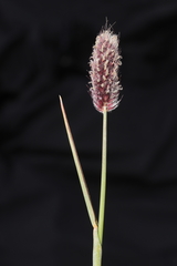 Alopecurus magellanicus