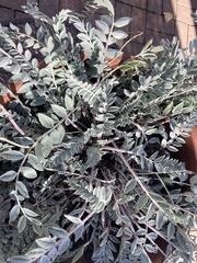 Astragalus mollissimus