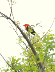 Amblyramphus holosericeus