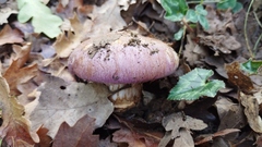 Phlegmacium balteatocumatile