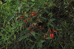 Erythrina crista-galli