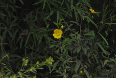 Ludwigia bonariensis
