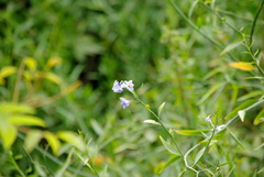 Solanum amygdalifolium