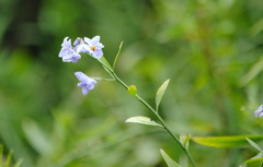 Solanum amygdalifolium