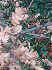 Quercus robur