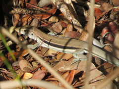 Pholidoscelis auberi