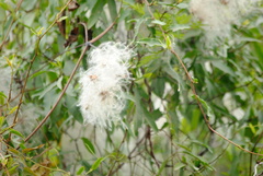 Clematis montevidensis