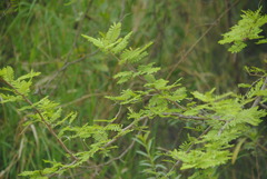 Vachellia aroma