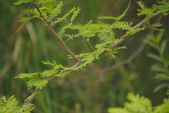 Vachellia aroma