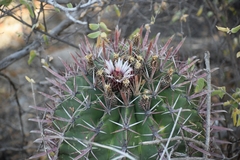 Ferocactus recurvus