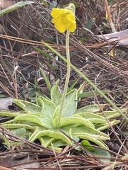 Pinguicula lutea