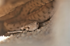 Hemorrhois ravergieri