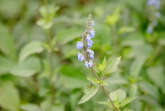 Salvia pallida