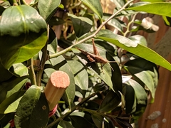 Xyleus discoideus angulatus