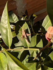 Xyleus discoideus angulatus