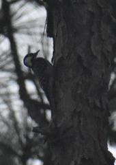 Dryobates borealis