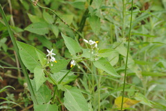 Solanum tweedianum