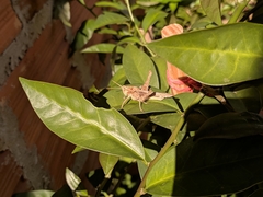 Xyleus discoideus angulatus