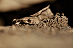 Hemorrhois ravergieri