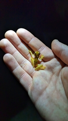 Dendropsophus phlebodes