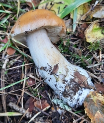 Leucocortinarius bulbiger