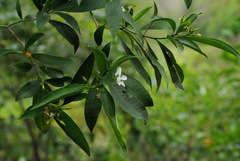 Tabernaemontana catharinensis