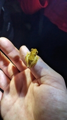 Dendropsophus phlebodes