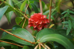 Costaceae