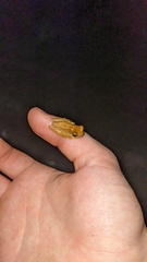 Dendropsophus phlebodes